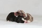 BERGER AUSTRALIEN PUPPIES 896